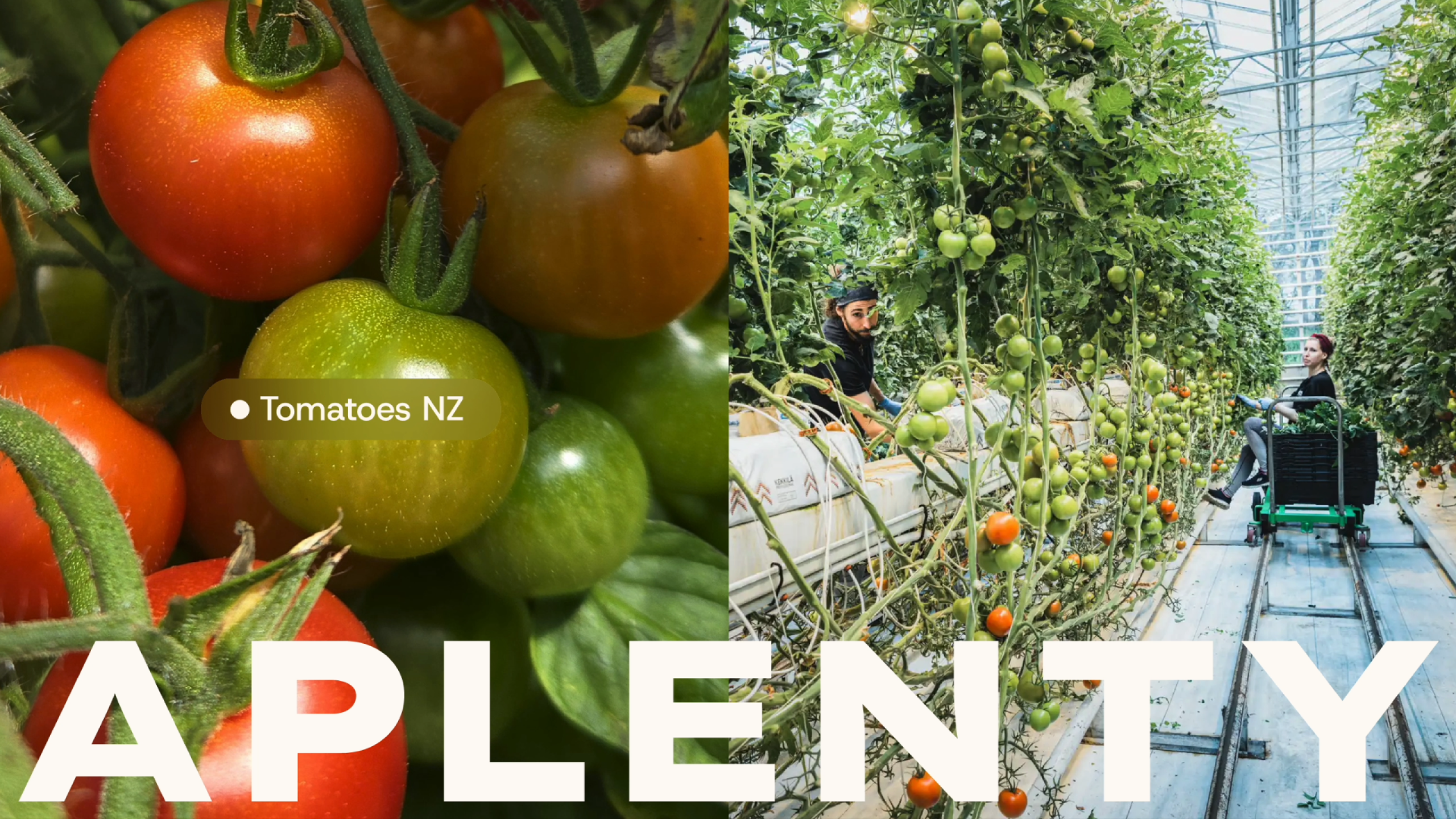 Aplenty: the mission, the greenhouses, the growers and the produce.